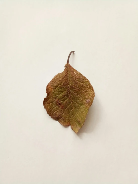 a leaf that is on the ground on the table