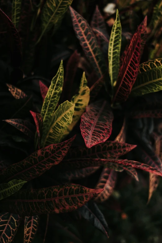 close up of leaves that are very green and red