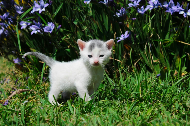 a small white kitten walking on grass next to blue flowers