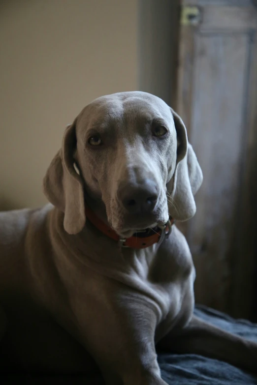 a dog with a collar laying on a bed