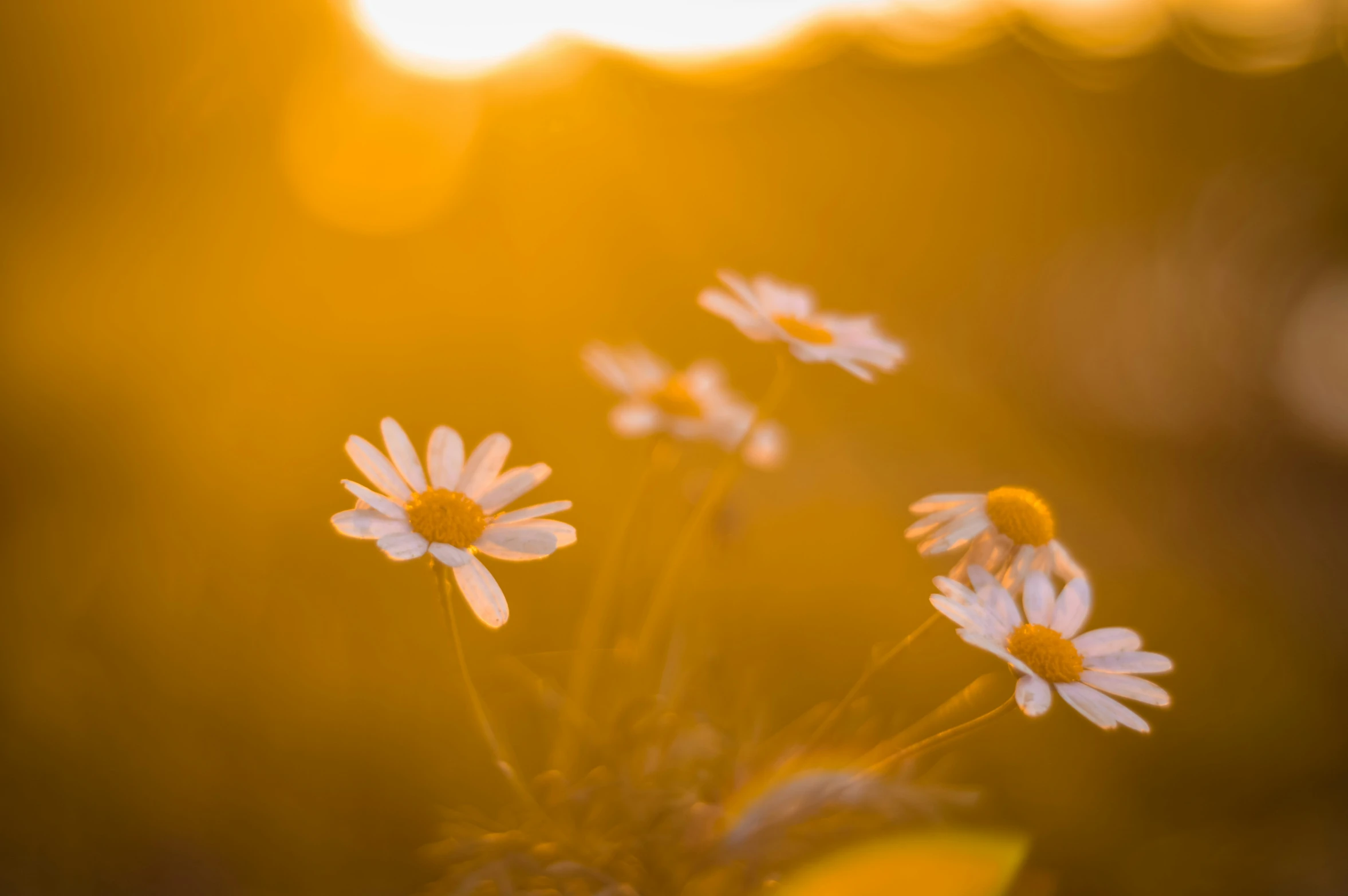 a field of wild flowers with a sun in the background