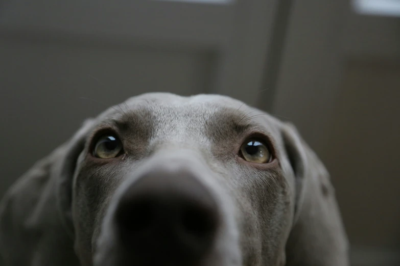 close up view of nose and face of a dog