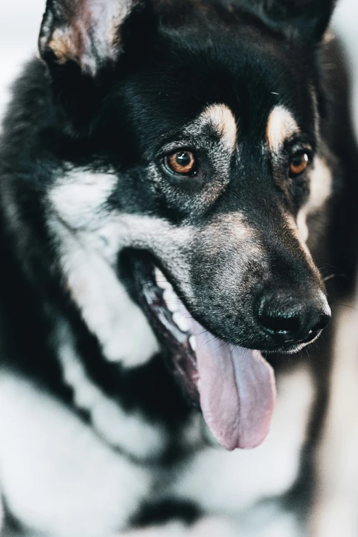 a dog is panting while on a leash