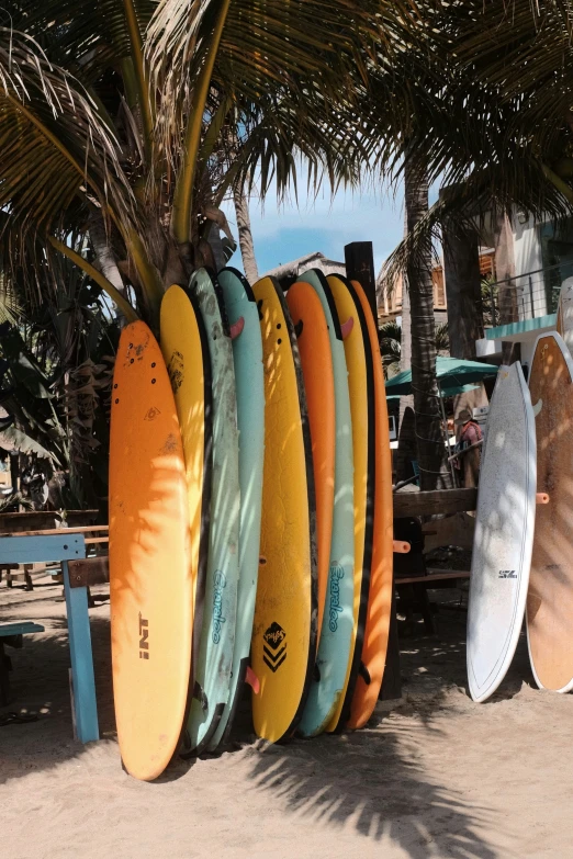 the surf boards are propped against the tree