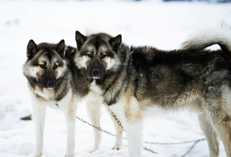 three husky dogs with their leashes hanging down in the snow