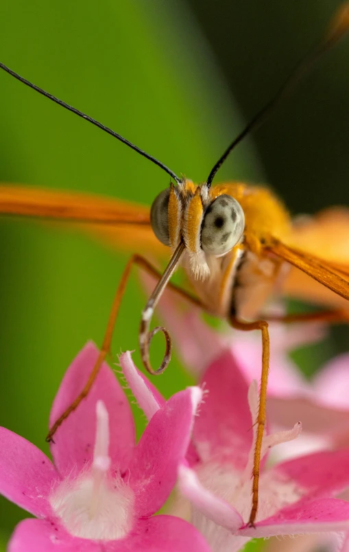 the insect is laying on top of a flower