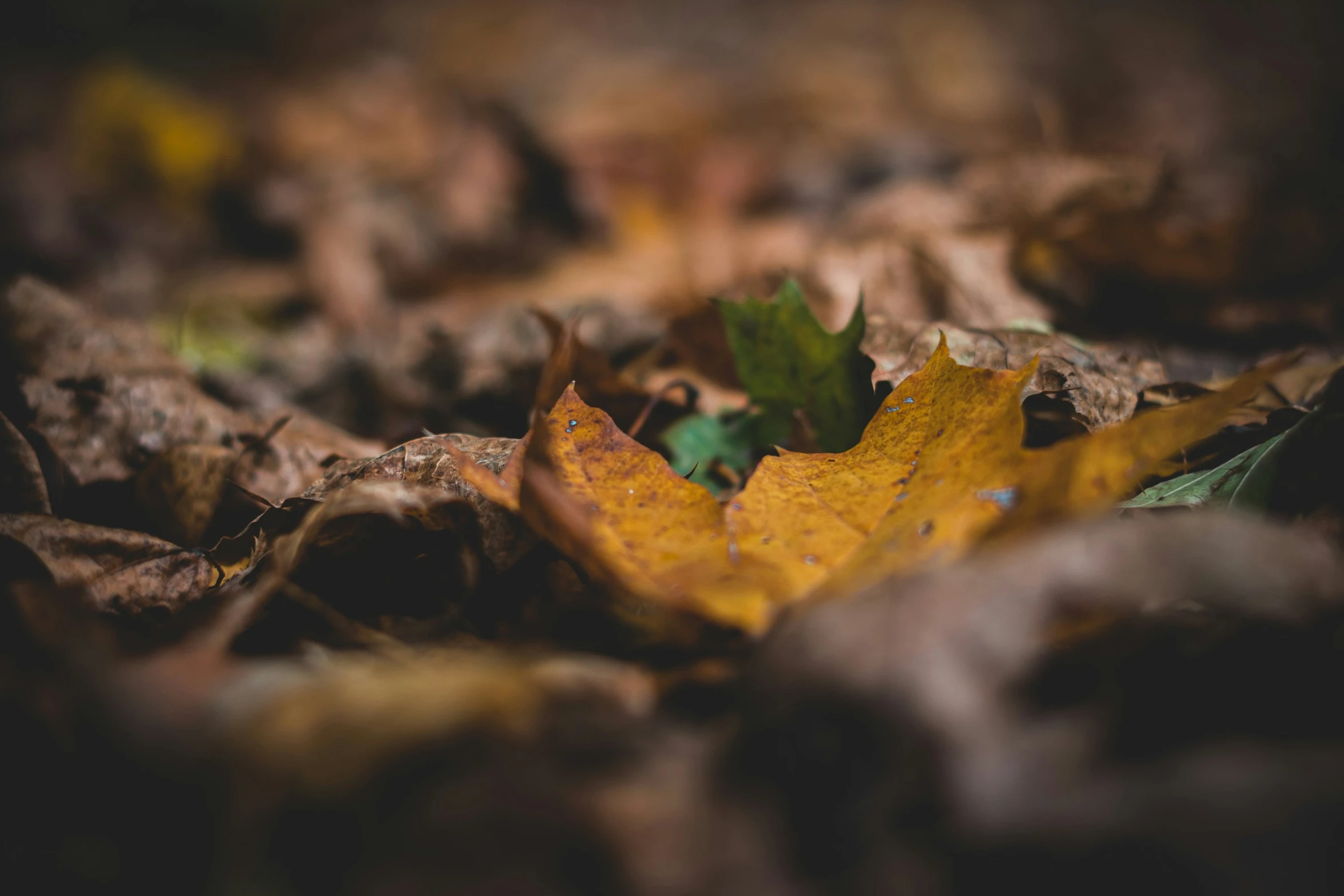 a bunch of leaves laying on the ground