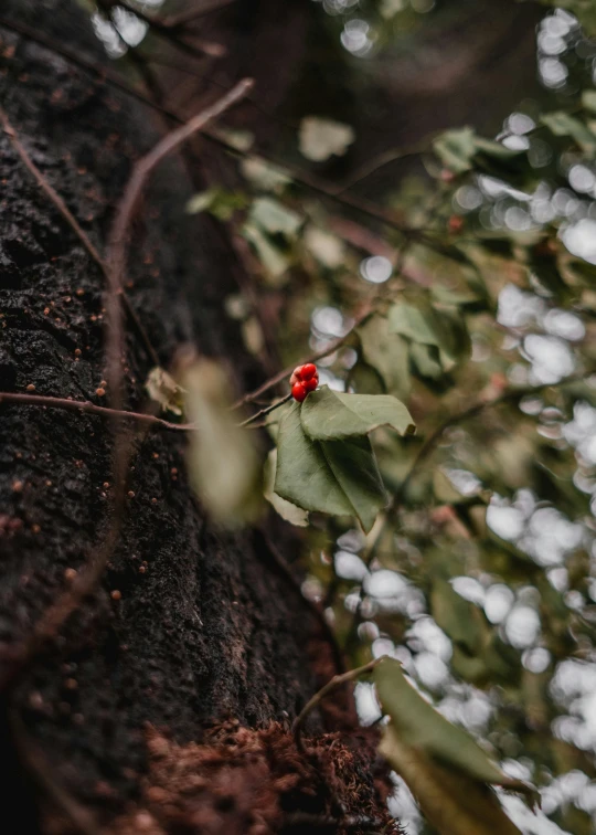 a single red and green holly leaf on a nch