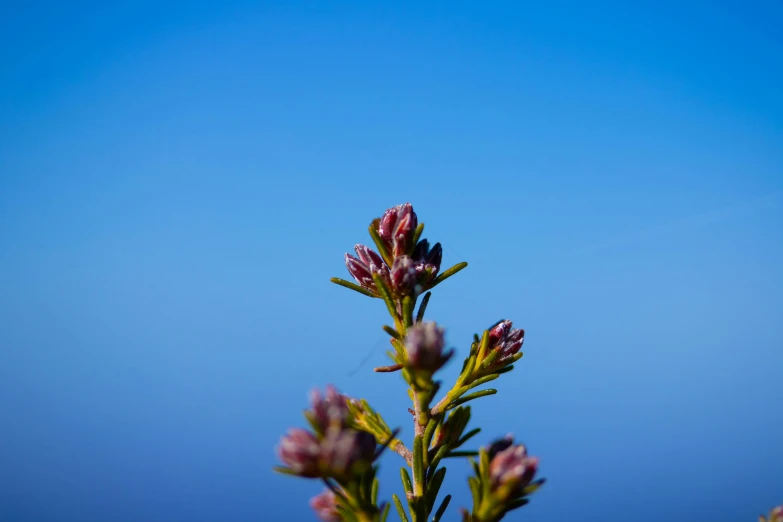 the top of a plant with purple flowers in front of a blue sky