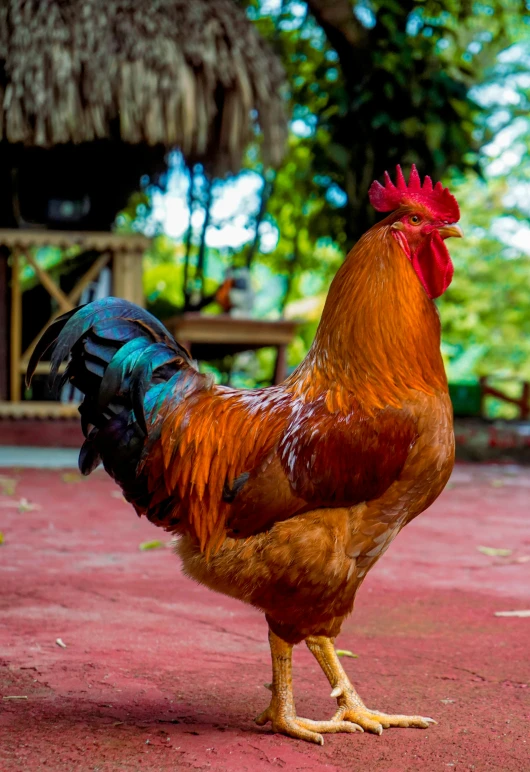 a rooster is standing outside near the dirt