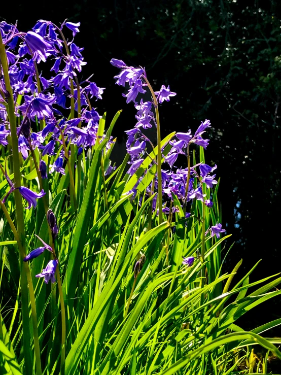 a garden with lots of purple flowers and green plants