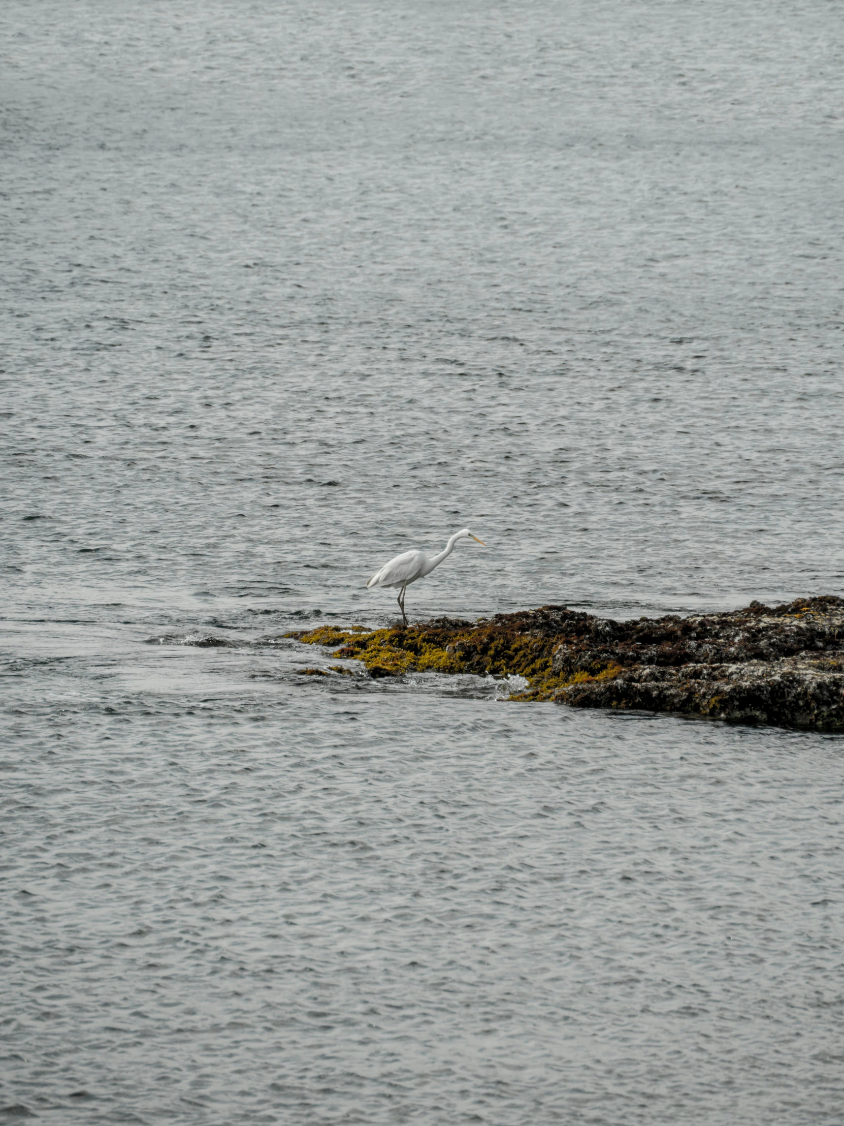 a bird standing on top of a rock in the water