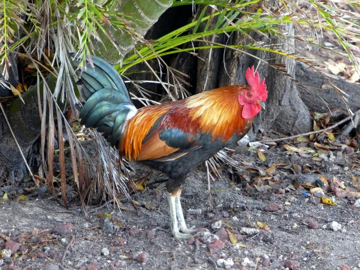 a rooster walking on the ground surrounded by trees