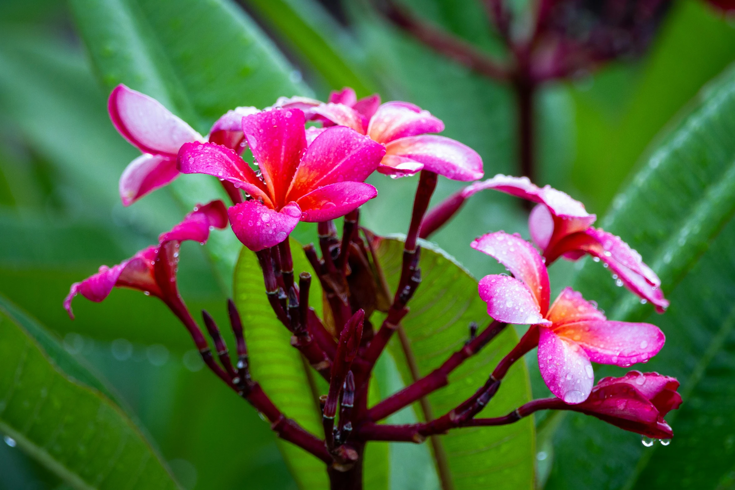 pink flowers with red and orange centers are pictured