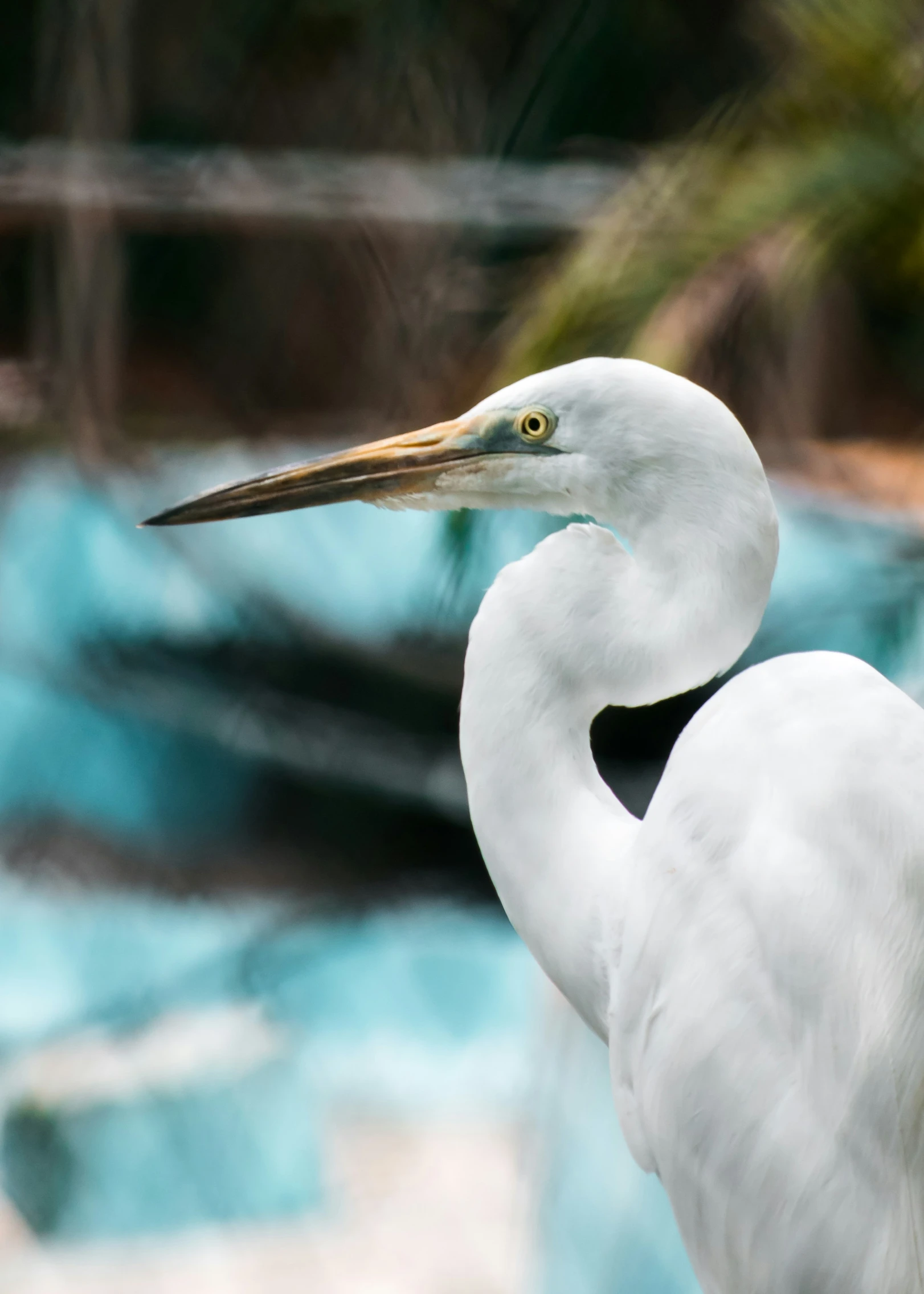 white bird with long beak standing in water