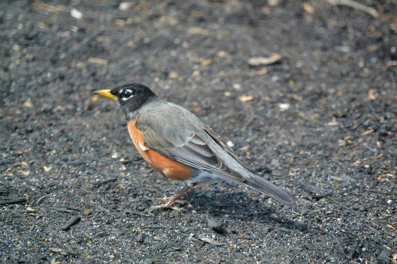 a bird standing on the ground with grass and leaves