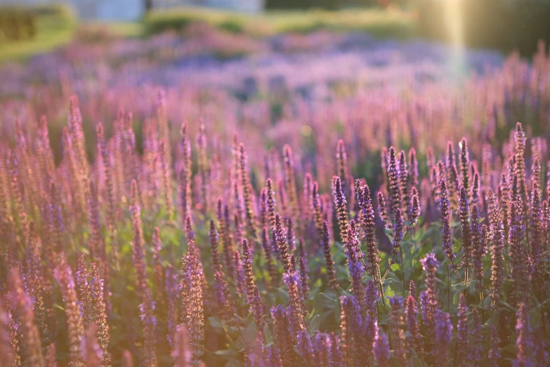 a field of purple flowers is pictured in this image