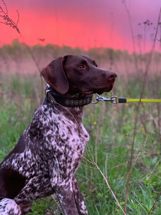 a spotted dog sitting in a field of tall grass