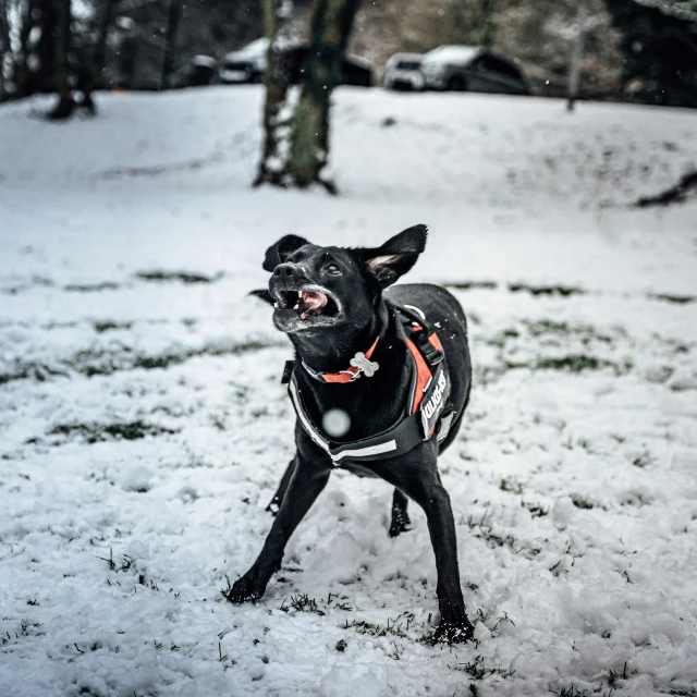 a black dog standing in snow next to a tree