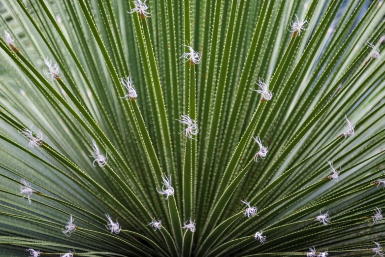 an image of a plant with a large leaf