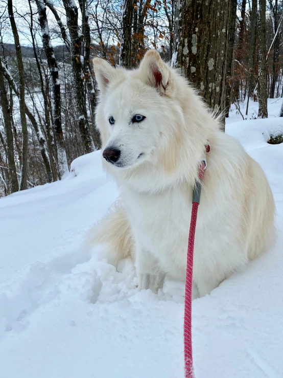 the large white dog is resting in the snow