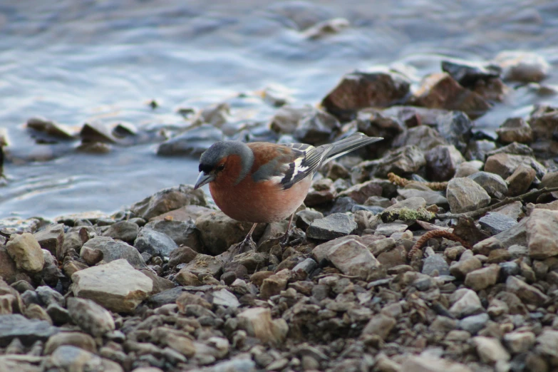 a brown, blue and orange bird on rock next to water