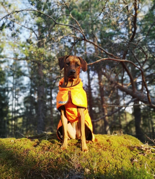 dog wearing an orange jacket in the woods