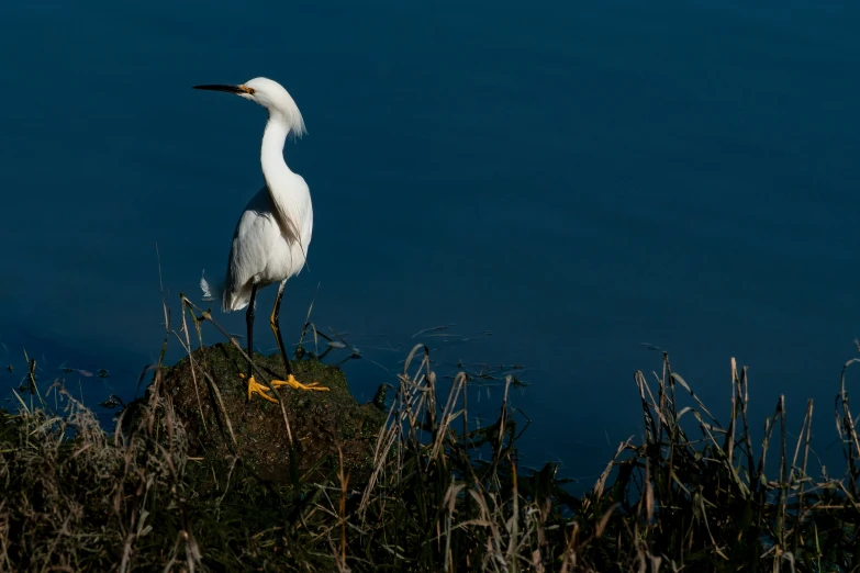 a bird is standing on a small hill near the water