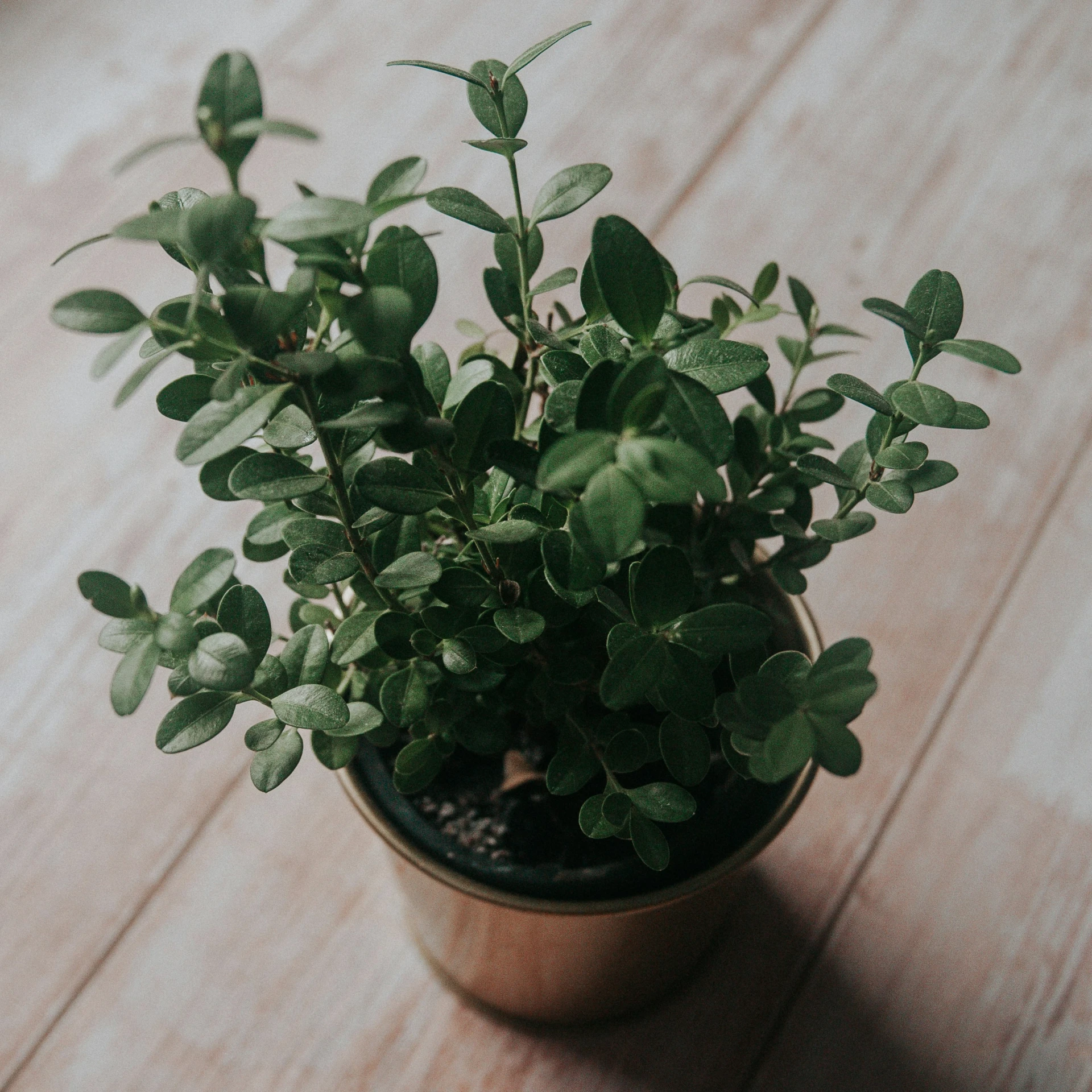 a small potted plant with green leaves