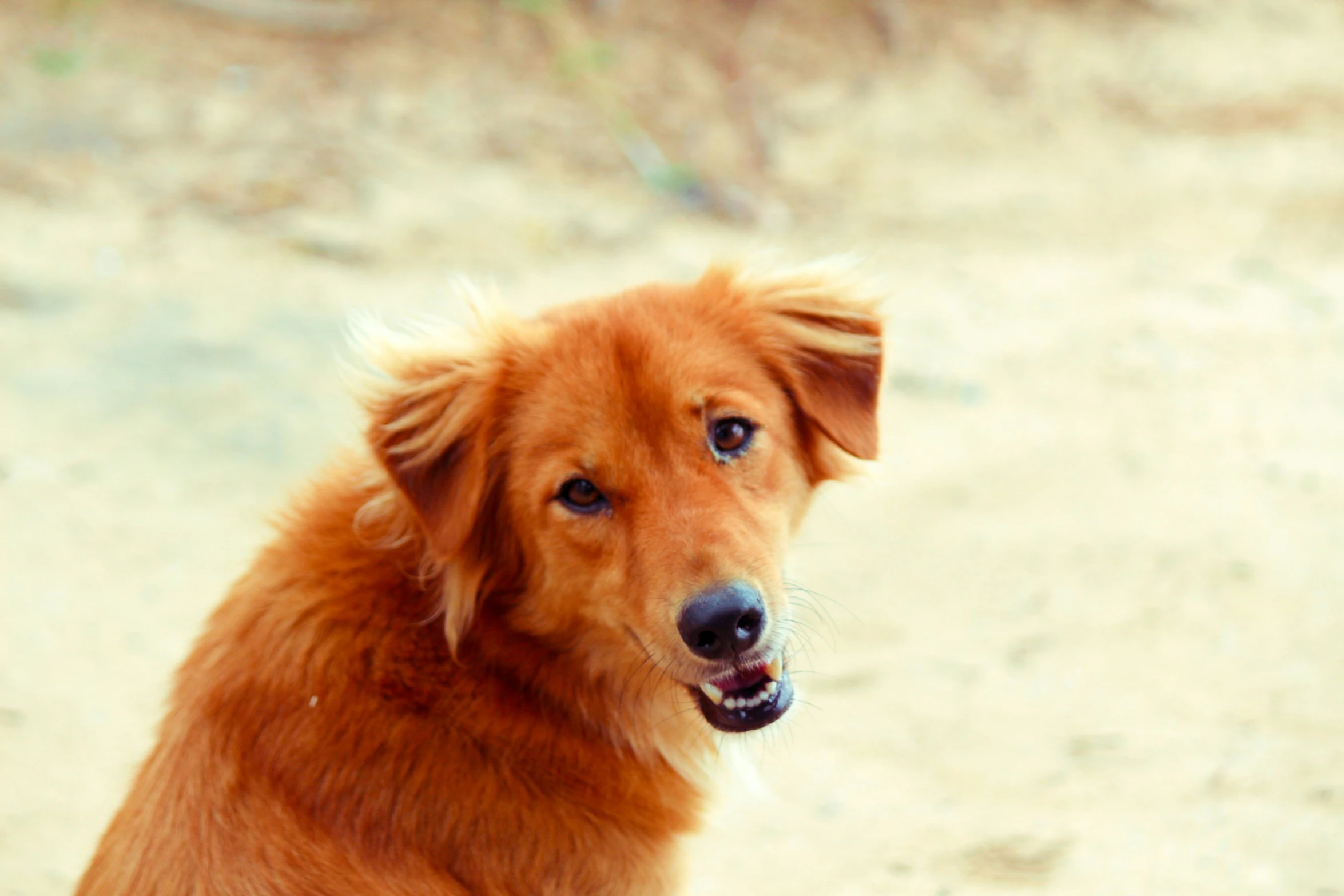 the golden brown dog is sitting down