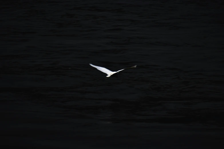 white bird flying in the night sky over the ocean