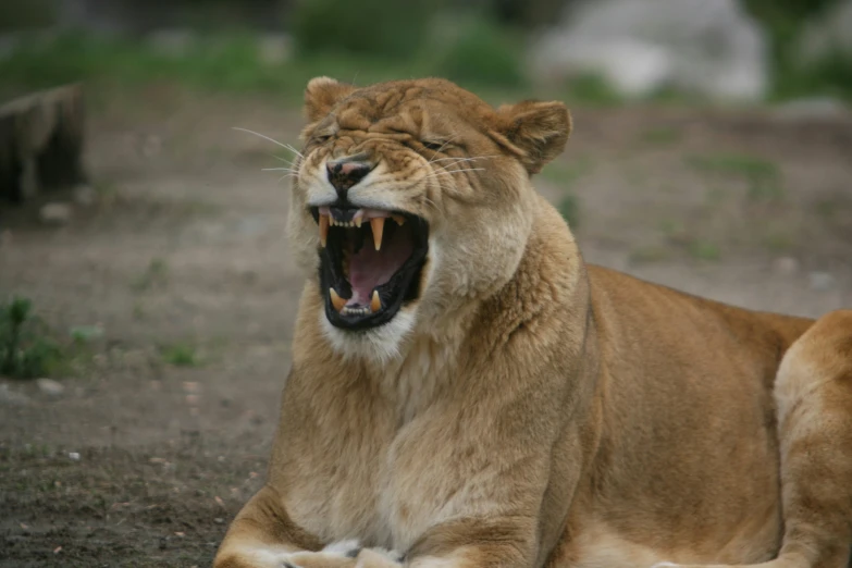 the lion is roaring its teeth to show teeth