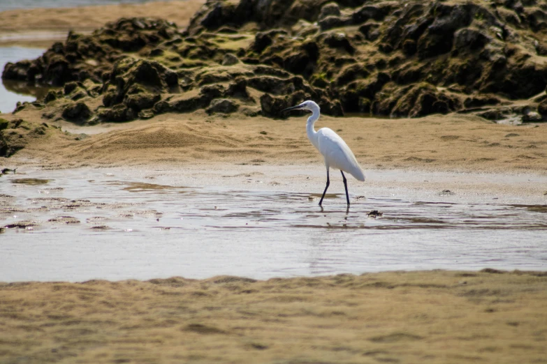 a white bird is walking in shallow water