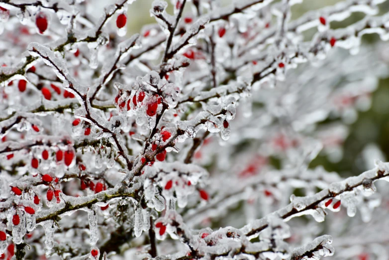 a very pretty tree with small red and white flowers