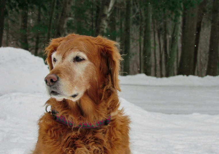 a close up of a dog in the snow looking off to the side