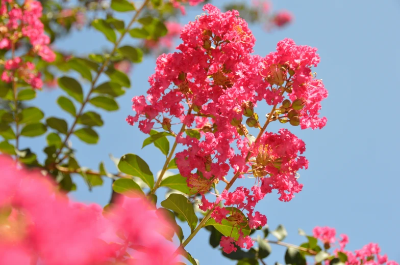 pink flowers on a nch with sky in background