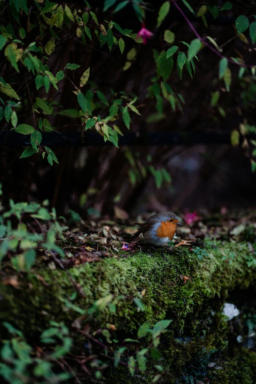 a red and black bird sitting on top of a mossy tree nch