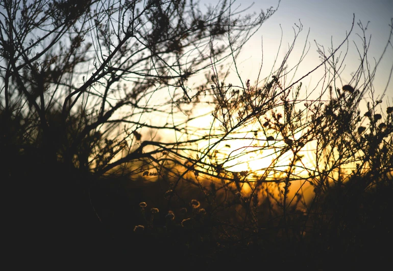 the sun setting behind some brush on a hill