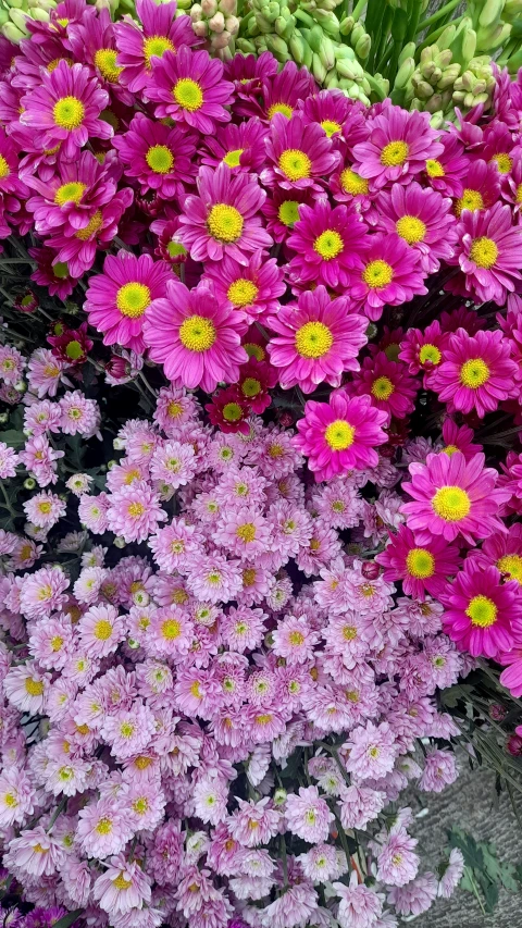 many pink flowers are growing in a pile