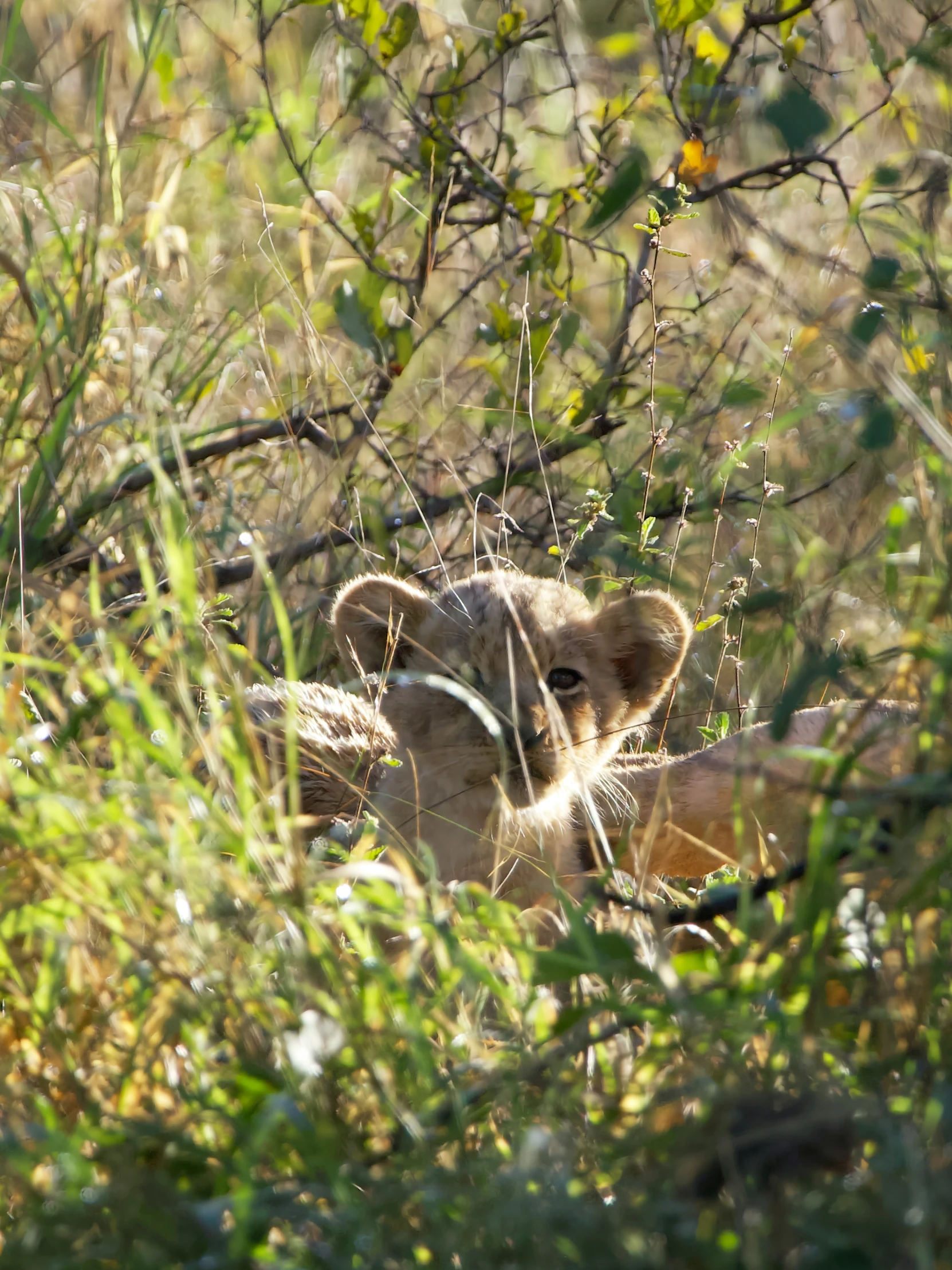 a lion cub hides behind bushes in the wild