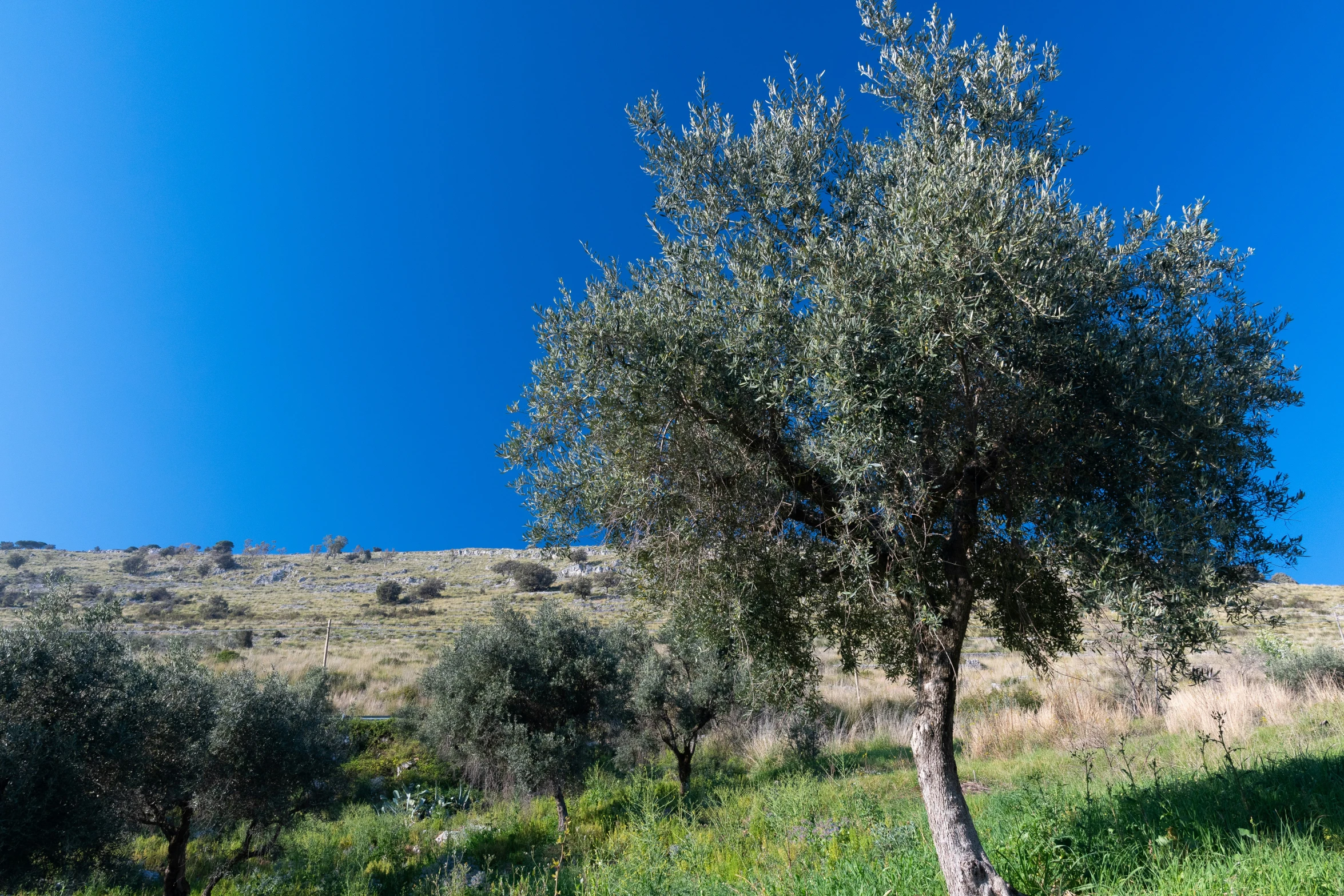 a tree in the middle of a field