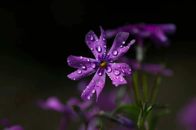 a flower with drops of water on it