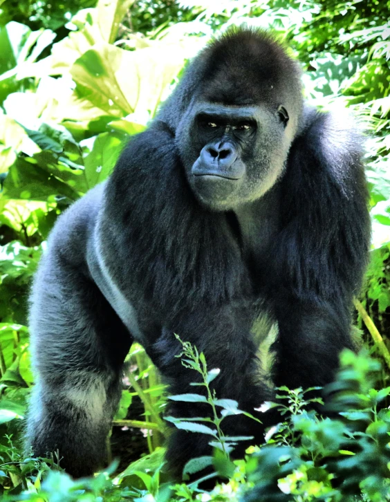 a gorilla standing in the tall green leaves