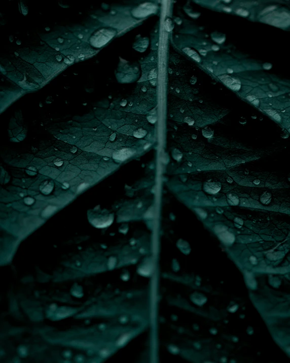 drops of water on a green leaf