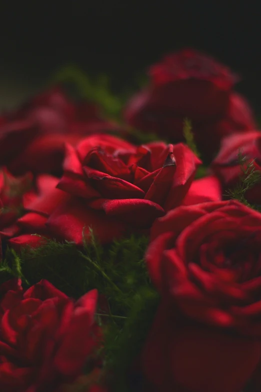 a bunch of red roses with water drops