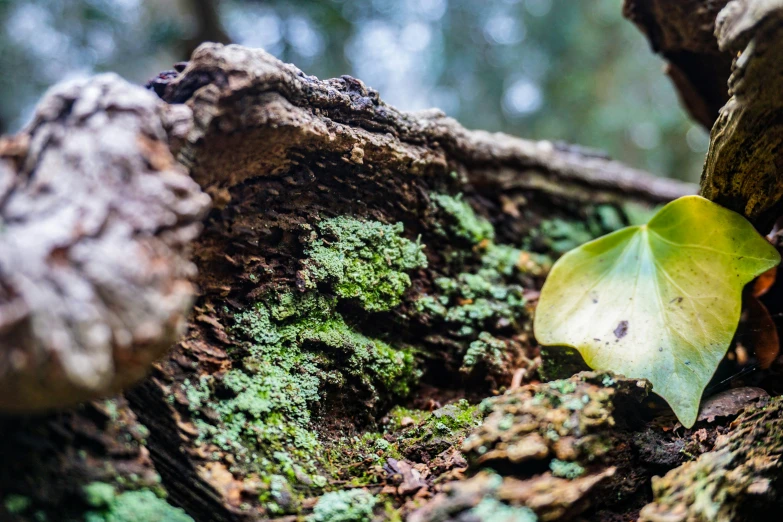 a leaf on the ground of a tree