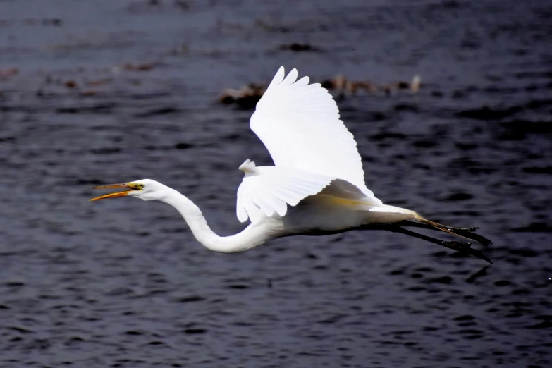 the large white bird is flying low above the water