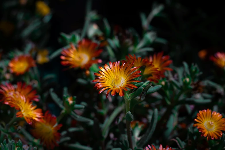 some flowers on a tree nch that is blooming