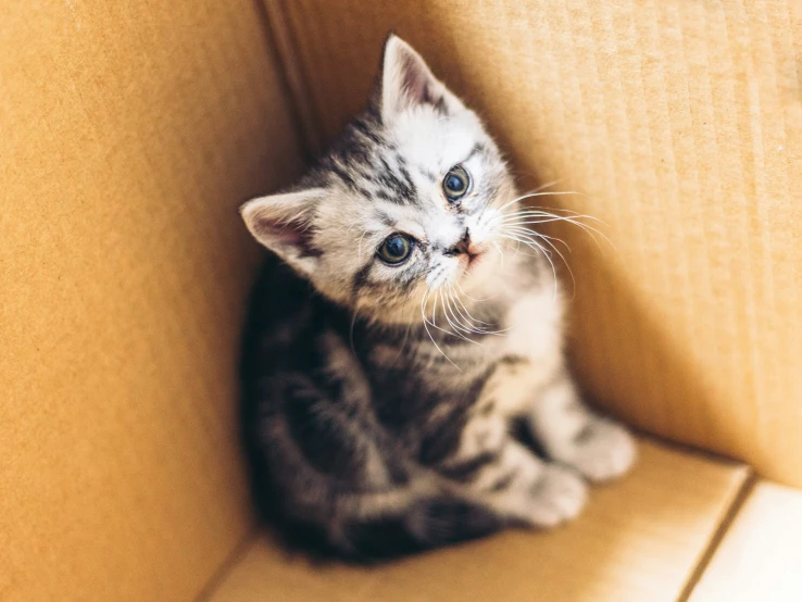 a cute kitten is sitting on top of a yellow couch