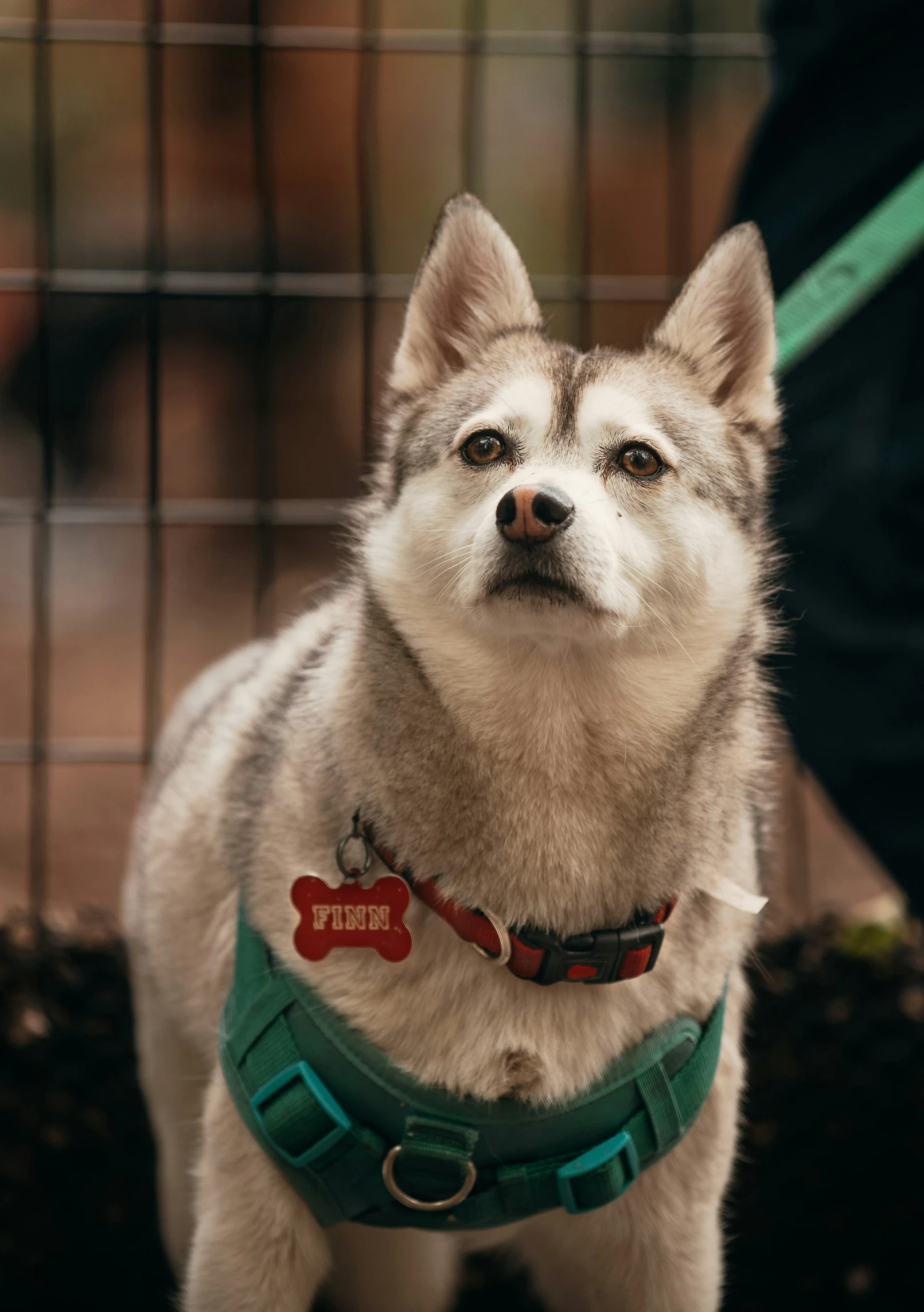 the dog is wearing a collar and standing next to its owner